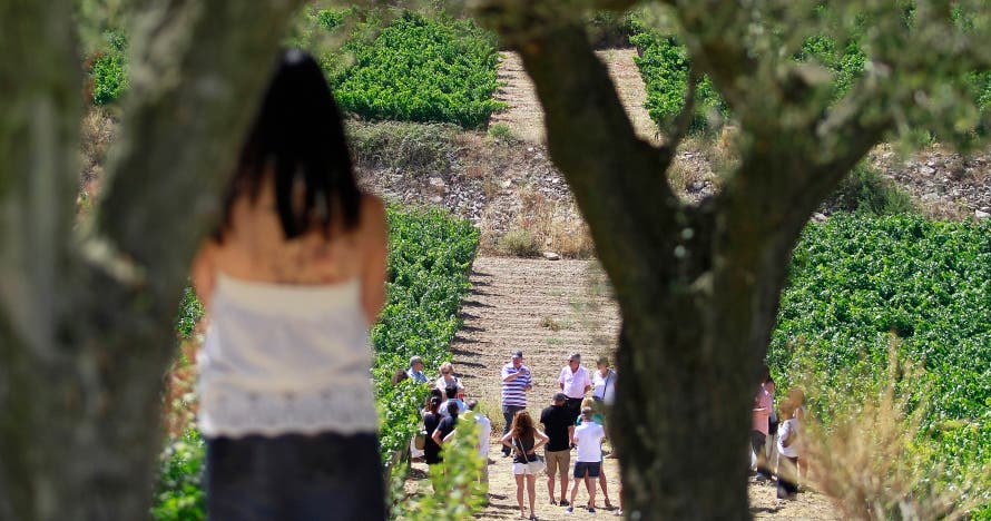Experiencia única: cata de vinos en un paraíso vinícola