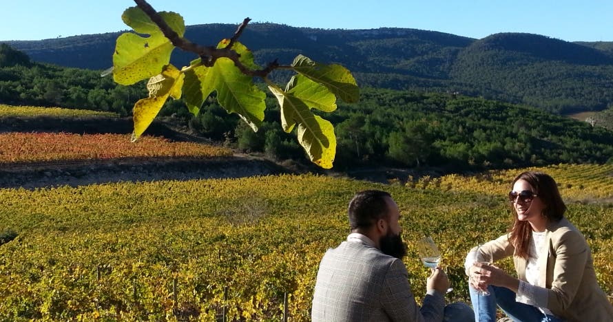 Experiencia única: cata de vinos en un paraíso vinícola