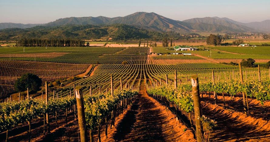 Wine tour, degustación y almuerzo con maridaje, Viña Casas del Bosque