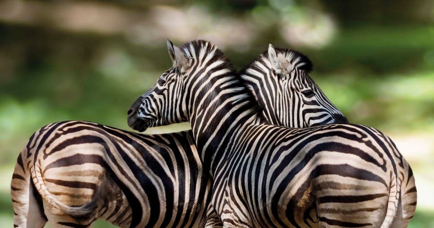 Zoo de Barcelona