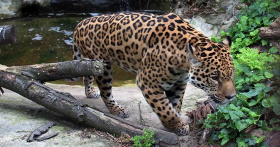 Zoo de Barcelona