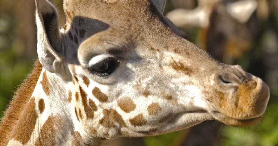 Zoo de Barcelona