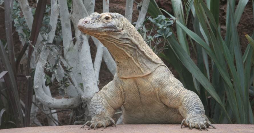 Zoo de Barcelona