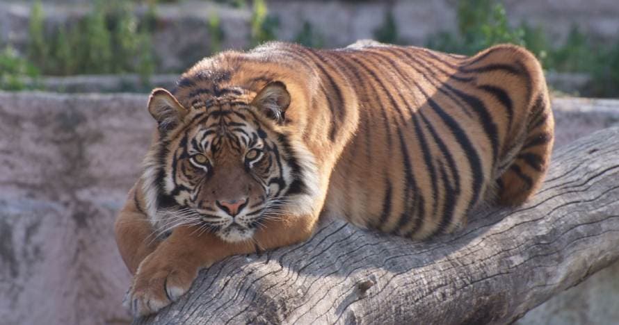 Zoo de Barcelona