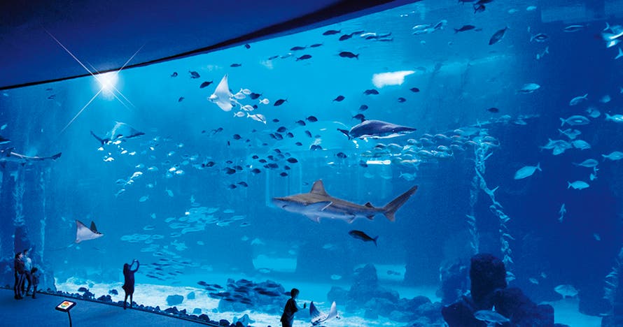 Aquarium Poema del Mar