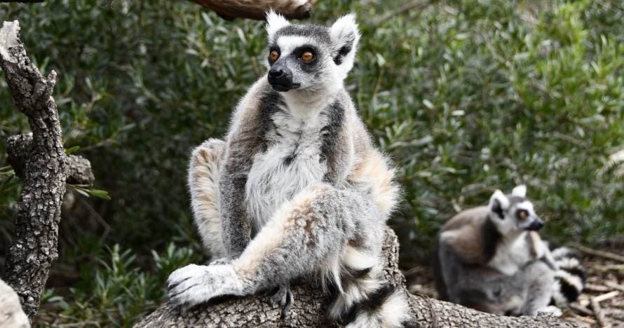 Faunia: el parque de la naturaleza