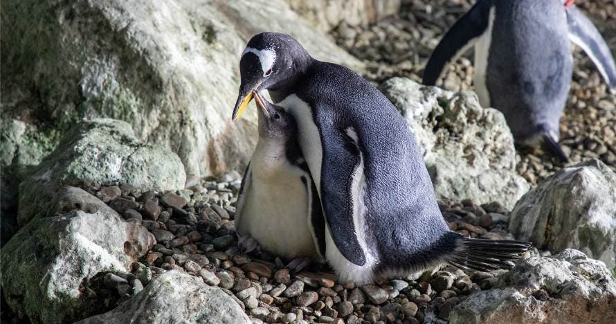 Faunia: el parque de la naturaleza