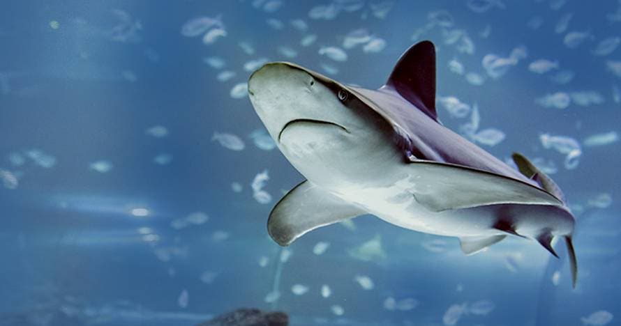 Atlantis Aquarium Madrid