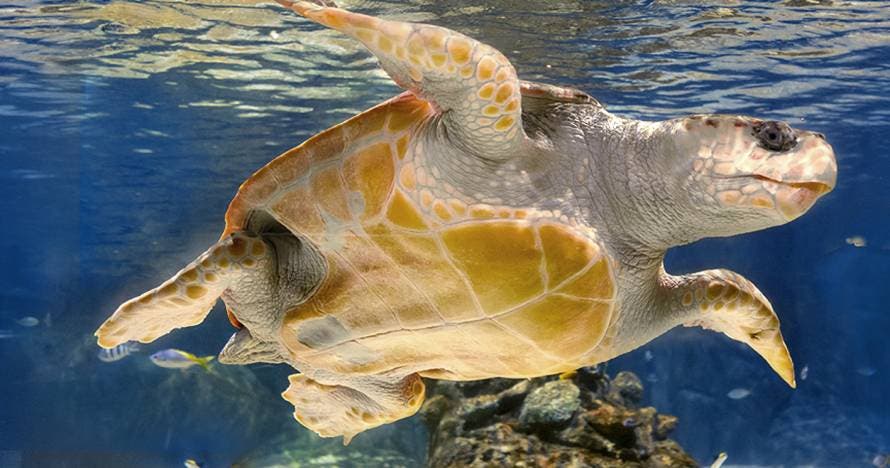 Atlantis Aquarium Madrid