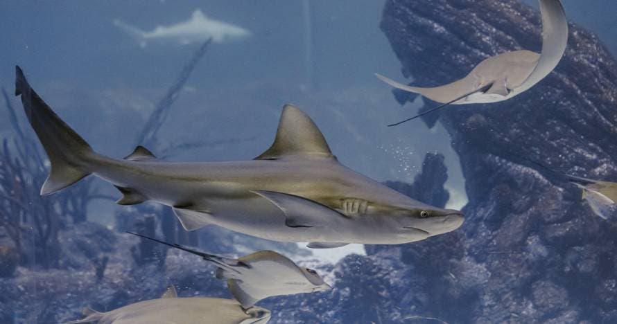 Atlantis Aquarium Madrid