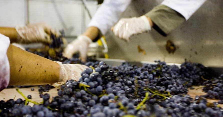 Descubre la magia del vino: visita y cata en Bodegas las Encomiendas