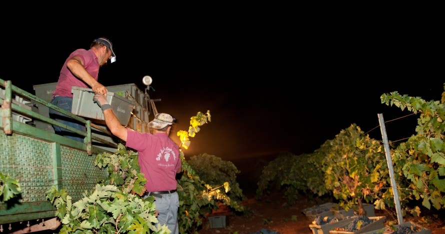 Descubre la magia del vino: visita y cata en Bodegas las Encomiendas