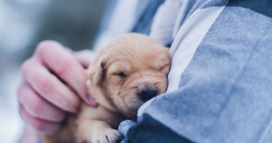 Curso online de ayudante técnico veterinario con certificación