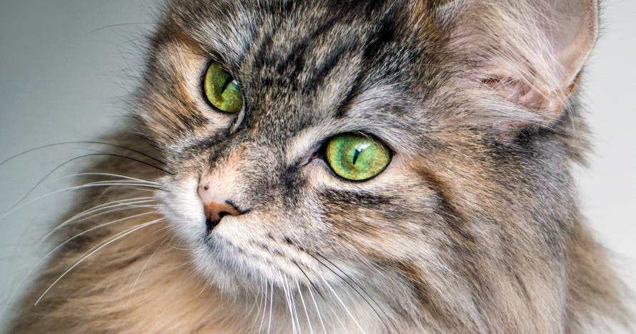 Curso online de ayudante técnico veterinario con certificación