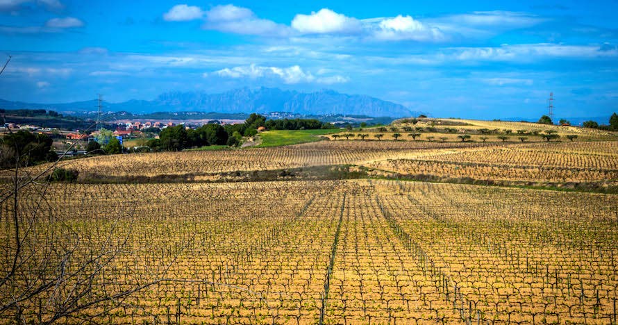 Excursión autoguiada en bicicleta por el Penedès con Visita Bodega