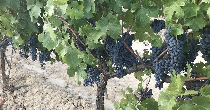 Visita viñedos en buggy, cata vinos y pica pica en Bodega Can Casals