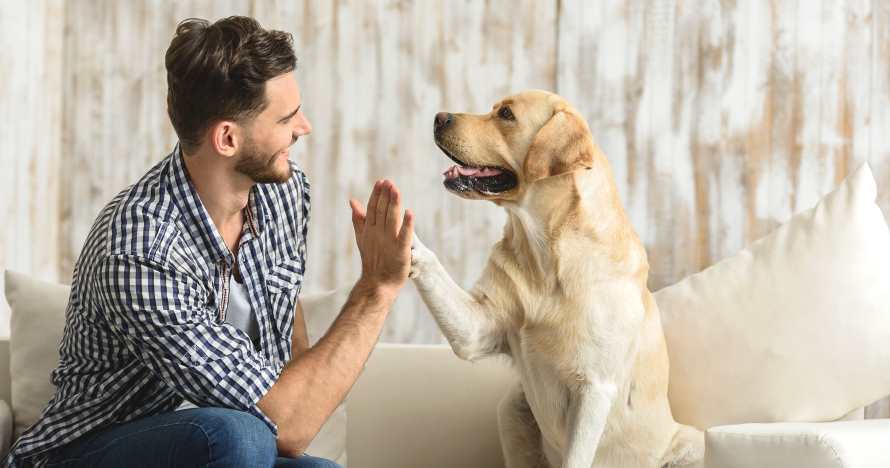Curso online de psicología animal, mejora la relación con tu mascota