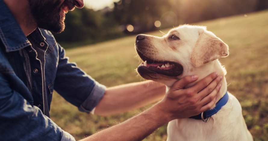 Curso online de psicología animal, mejora la relación con tu mascota
