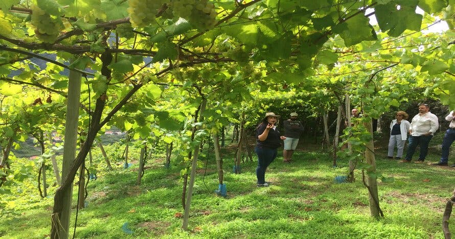 Acantilado,  Visita a Viñedos y Cata de Vinos Madeira en 4x4 Tour