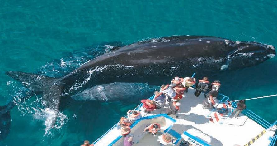Península Valdés clásica con ballenas