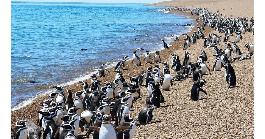 Península Valdés con San Lorenzo y ballenas