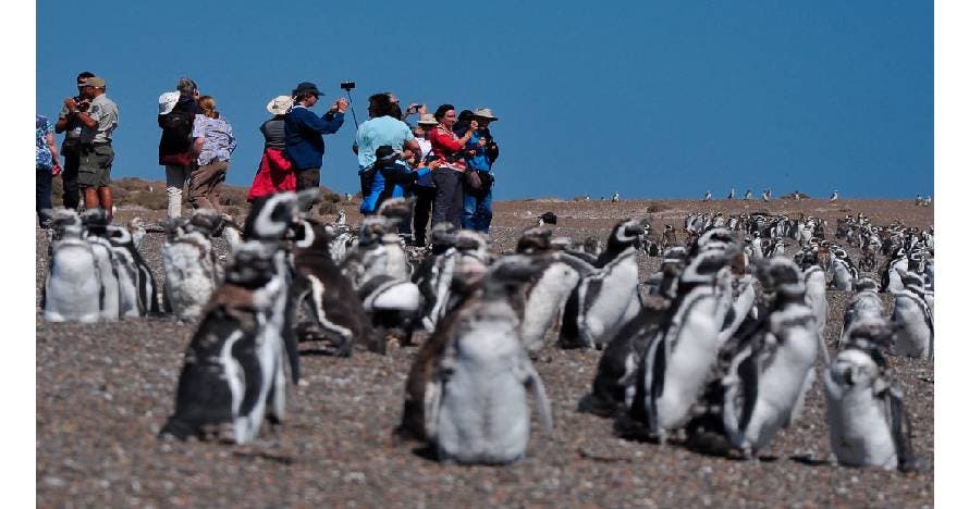 Península Valdés con San Lorenzo y ballenas