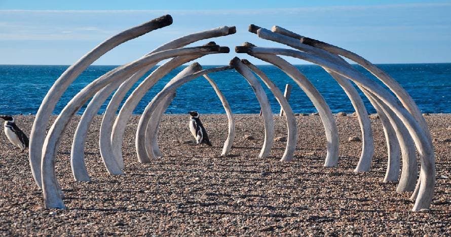 Península Valdés con San Lorenzo y ballenas