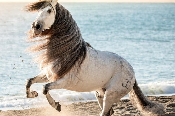 Espectáculo de caballos y Flamenco en Malaga
