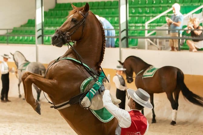 Espectáculo de caballos y Flamenco en Malaga