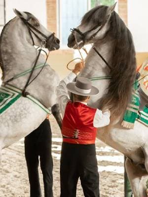 Espectáculo de caballos y Flamenco en Malaga