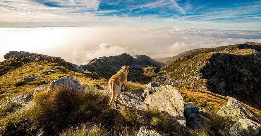 Técnico en Adiestramiento canino para detección, búsqueda y salvamento