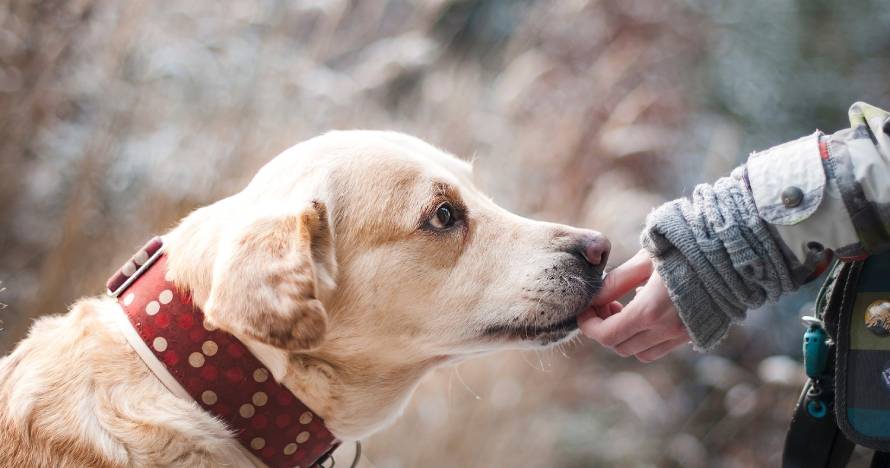 Técnico en Adiestramiento canino para detección, búsqueda y salvamento