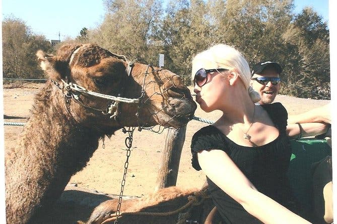 Paseos en Camello por las Dunas de Maspalomas