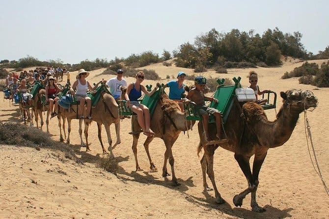 Paseos en Camello por las Dunas de Maspalomas