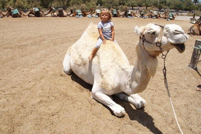 Paseos en Camello por las Dunas de Maspalomas