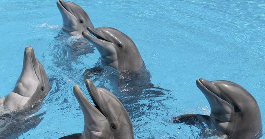 Loro Parque - con transporte