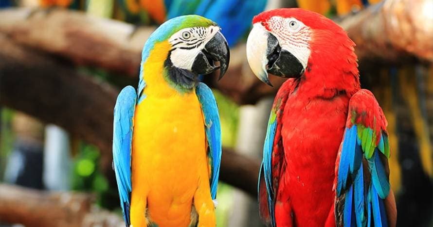 Loro Parque - con transporte