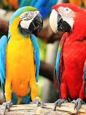 Loro Parque - con transporte