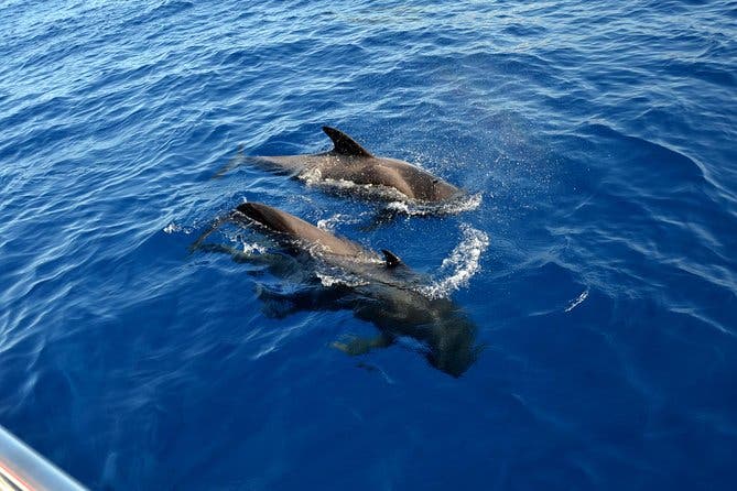 5 horas Avistamiento y escucha de ballenas y delfines visitando Los Gigantes