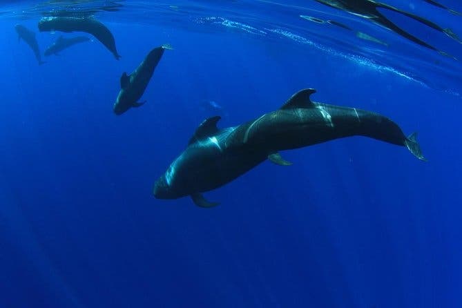 5 horas Avistamiento y escucha de ballenas y delfines visitando Los Gigantes