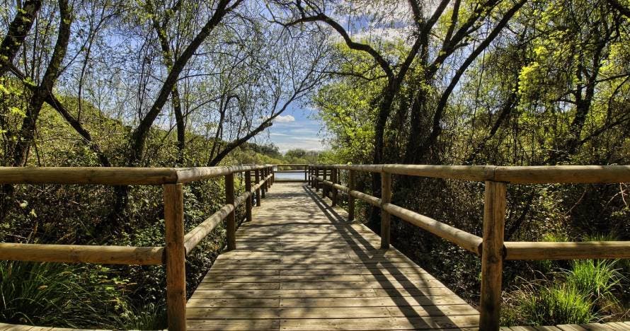 Excursión a Doñana, naturaleza e historia desde Sevilla
