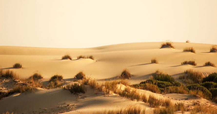 Excursión a Doñana, naturaleza e historia desde Sevilla