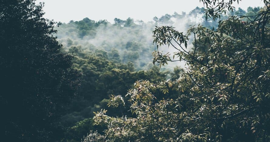 Taller de fotografía: aprende a capturar la magia de la naturaleza