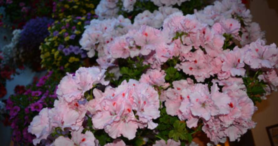 Patios y Perfumes cordobeses