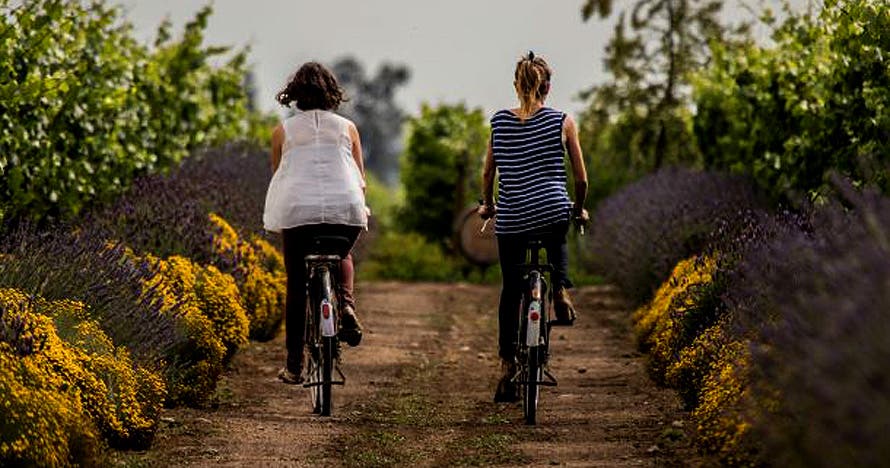 Tour en bicicleta y degustación en viña Cono Sur, Chimbarongo