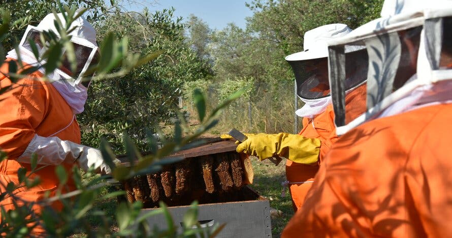 Safari de abejas guiado por un apicultor profesional