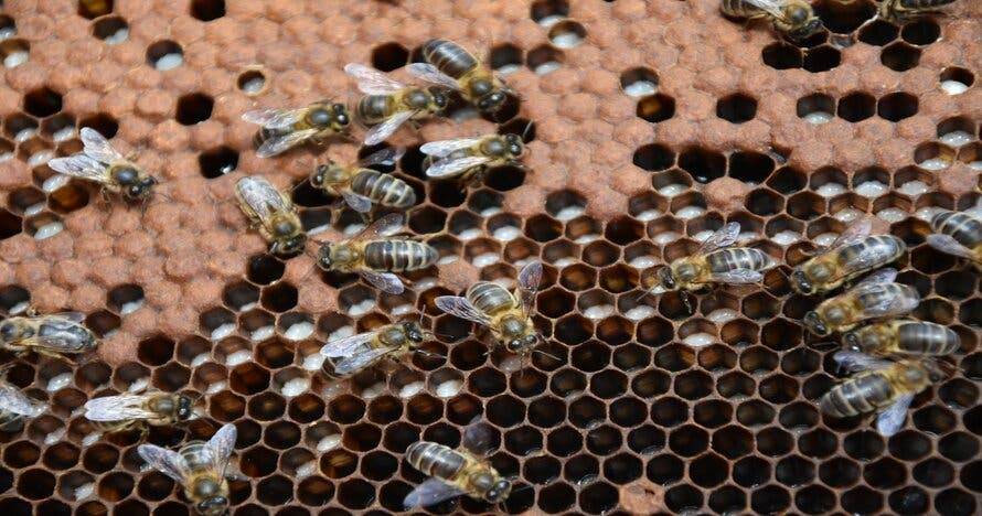 Safari de abejas guiado por un apicultor profesional