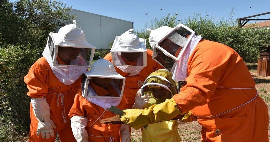 Safari de abejas guiado por un apicultor profesional