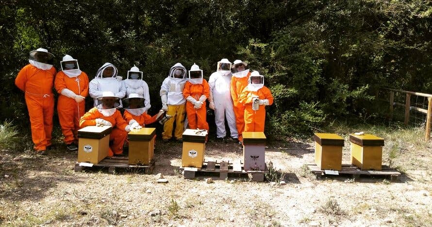 Safari de abejas guiado por un apicultor profesional