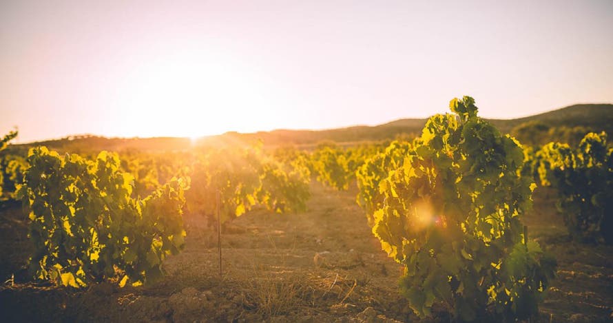 Visita a la bodega, ruta a caballo y cata de 3 vinos con pinchos